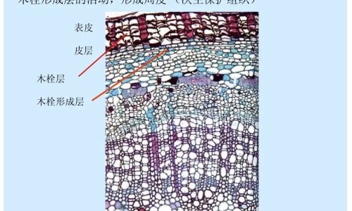 外涂药膏对身体有害吗专区_外面药膏副作用大吗百度百科专区_外面药膏副作用大吗网